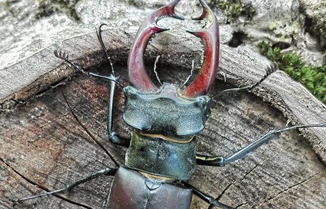 Was für ein Prachtexemplar: Diesen männlichen Hirschkäfer hat Lothar Knapp in der Nähe des Häckselplatzes zwischen Ensingen und Horrheim entdeckt.