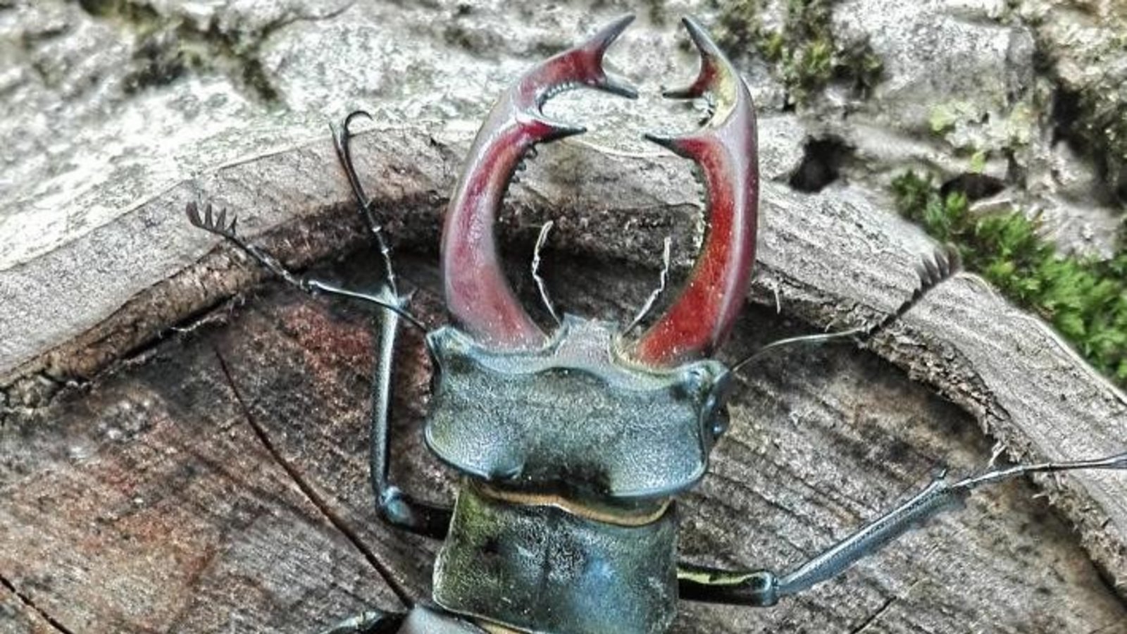 Was für ein Prachtexemplar: Diesen männlichen Hirschkäfer hat Lothar Knapp in der Nähe des Häckselplatzes zwischen Ensingen und Horrheim entdeckt. Was für ein Prachtexemplar: Diesen männlichen Hirschkäfer hat Lothar Knapp in der Nähe des Häckselplatzes zwischen Ensingen und Horrheim entdeckt.