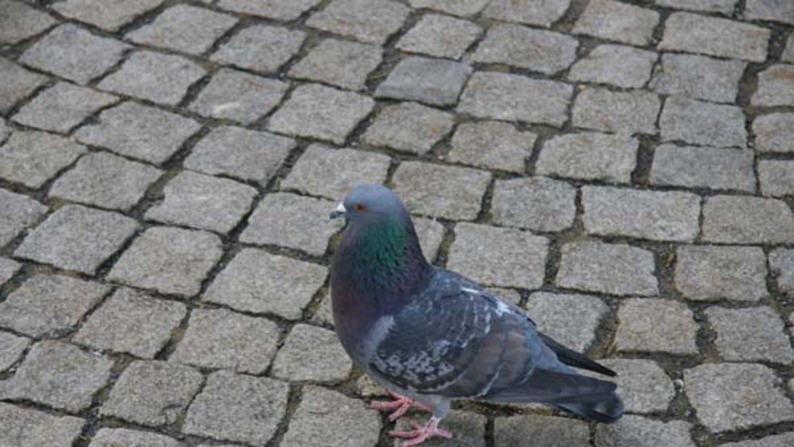 Das Männchen der Stadttaube plustert sich mächtig auf. Foto: Rücker Das Männchen der Stadttaube plustert sich mächtig auf. Foto: Rücker
