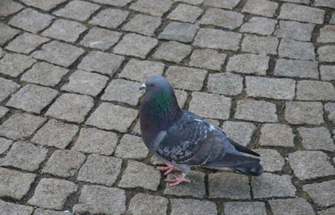 Das Männchen der Stadttaube plustert sich mächtig  auf. Foto: Rücker