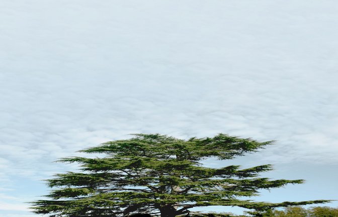 Die Zeder ist das Nationalsymbol des Libanon.<span class='image-autor'>Foto: imago/Sybille Yates</span>