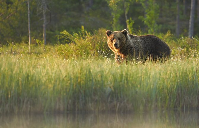 Bär oder Mann? Wem möchte man im Wald lieber begegnen?<span class='image-autor'>Foto: Martin Mecnarowski/Shutterstock</span>