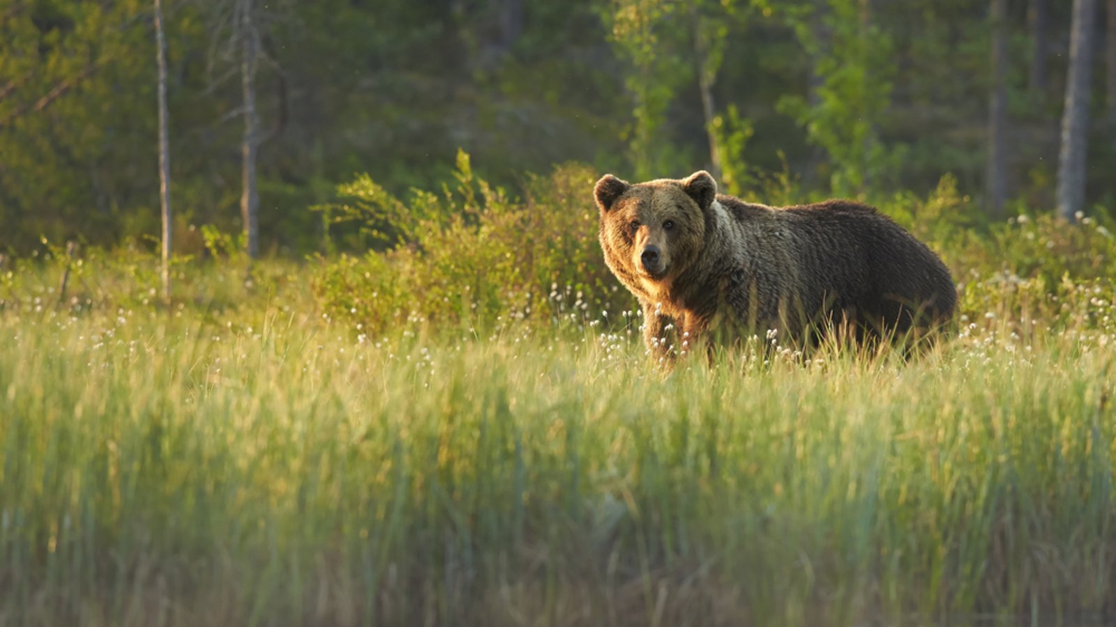 Bär oder Mann? Wem möchte man im Wald lieber begegnen?Foto: Martin Mecnarowski/Shutterstock
