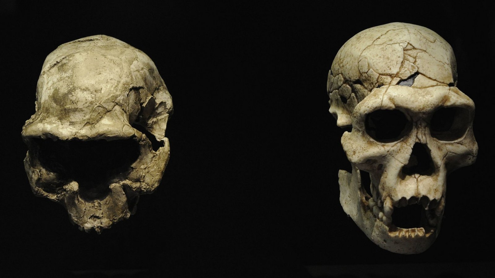 1,5 Millionen Jahre alte Schädel aus der Fundstätte Dmanissi in Georgien.Foto: Imago/UIG