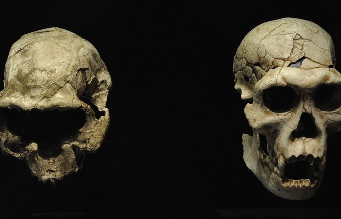 1,5 Millionen Jahre alte Schädel aus der Fundstätte Dmanissi in Georgien.<span class='image-autor'>Foto: Imago/UIG</span>