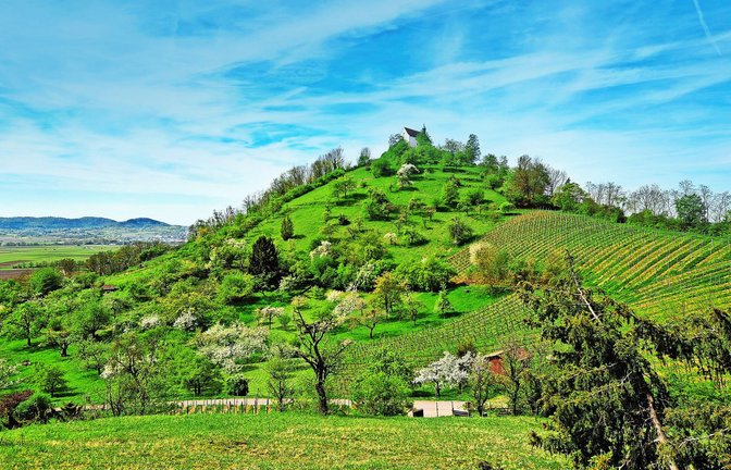 „Droben stehet die Kapelle, Schauet still in’s Thal hinab“: Ludwig Uhland verewigte die Wurmlinger Kapelle literarisch.<span class='image-autor'>Foto: Günther Weinert</span>
