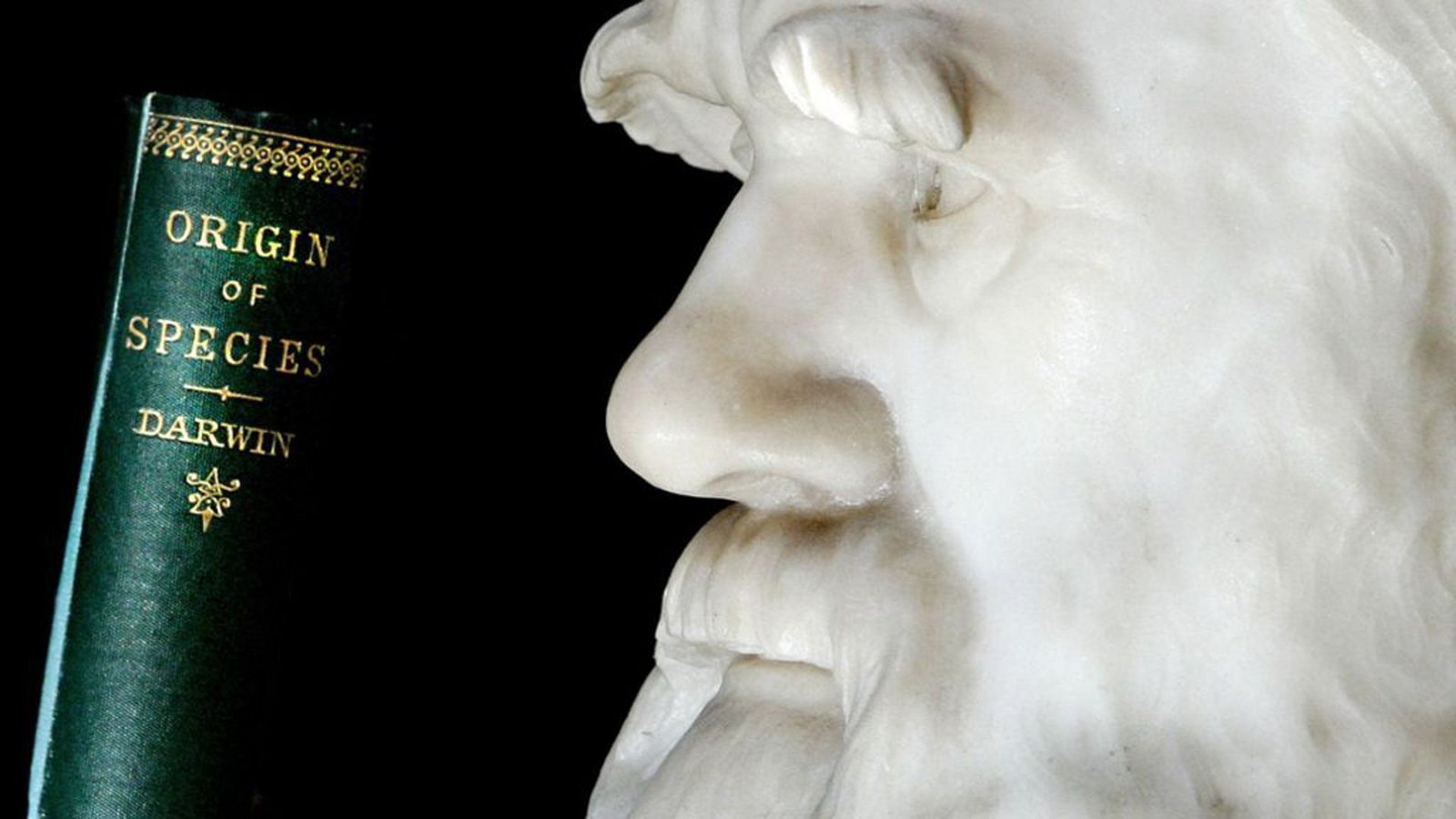 Eine Erstausgabe von Charles Darwins Buch „The Origin of Species“ von 1859 im Londoner Natural History Museum. Das Opus Magnum des Vaters der Evolutionslehre ist einer der bedeutendsten Meilensteine in der Wissenschaftsgeschichte.Foto: AFP
