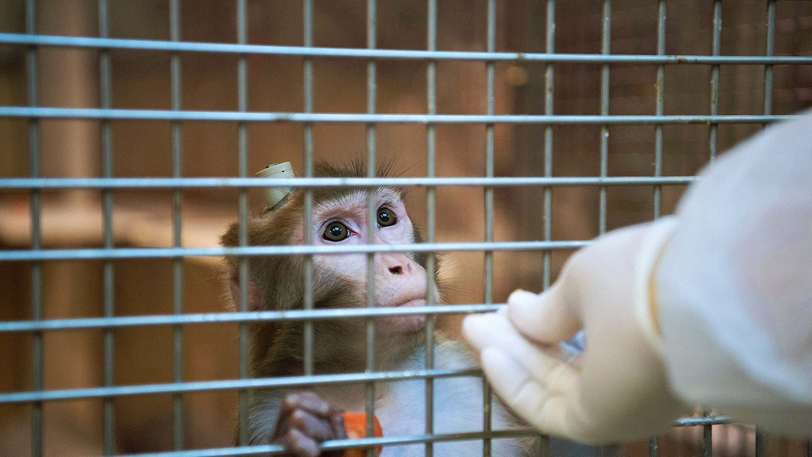 Die Hirnforschung an Primaten – hier ein Rhesusaffe – ist besonders umstritten.Foto: dpa/Marijan Murat Die Hirnforschung an Primaten – hier ein Rhesusaffe – ist besonders umstritten.Foto: dpa/Marijan Murat