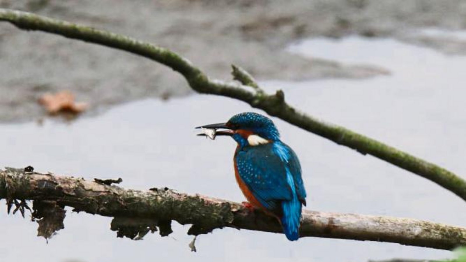 Dieses umwerfende Foto eines Eisvogels gelang Kirsten Krebs an der Enz.