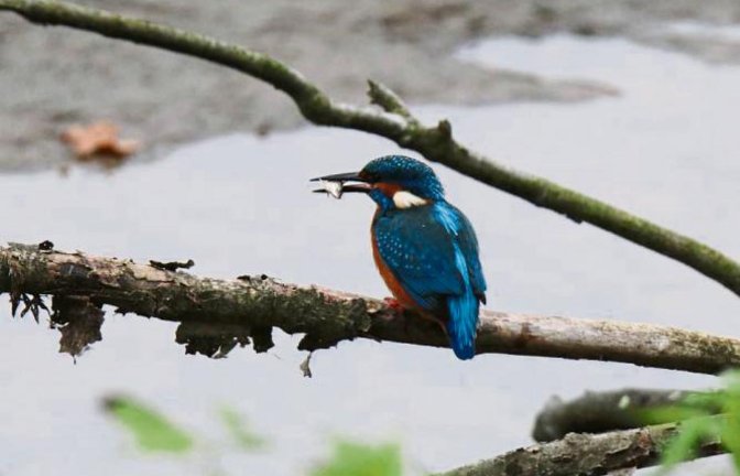 Dieses umwerfende Foto eines Eisvogels gelang Kirsten Krebs an der Enz.