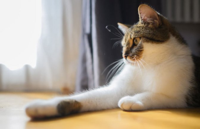 Katzen sind die beliebtesten Haustiere in Deutschland. (Symbolbild)<span class='image-autor'>picture alliance/dpa | Julian Stratenschulte</span>
