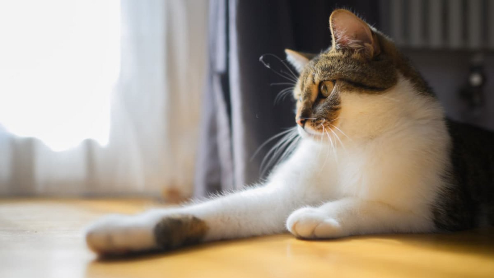 Katzen sind die beliebtesten Haustiere in Deutschland. (Symbolbild)picture alliance/dpa | Julian Stratenschulte Katzen sind die beliebtesten Haustiere in Deutschland. (Symbolbild)picture alliance/dpa | Julian Stratenschulte