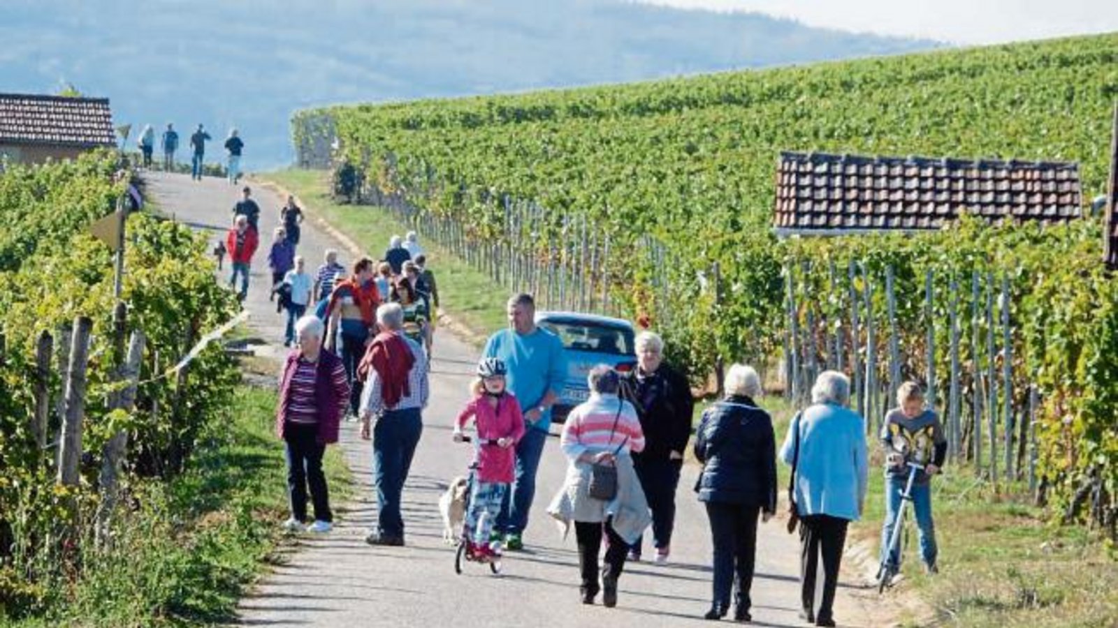 Nicht nur in Illingen, auch andernorts zog es die Menschen gestern ins Freie. Diese „Völkerwanderung“ in den Roßwager Weinbergen hat Albert Arning fotografiert.