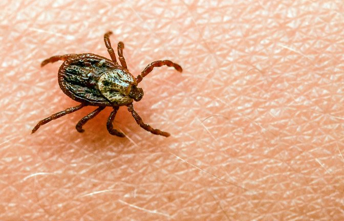 Eine Zecke krabbelt über den Arm eines Kindes: Zecken können  gefährliche bakterielle und virale Krankheiten übertragen.<span class='image-autor'>Foto: dpa//atrick Pleul</span>