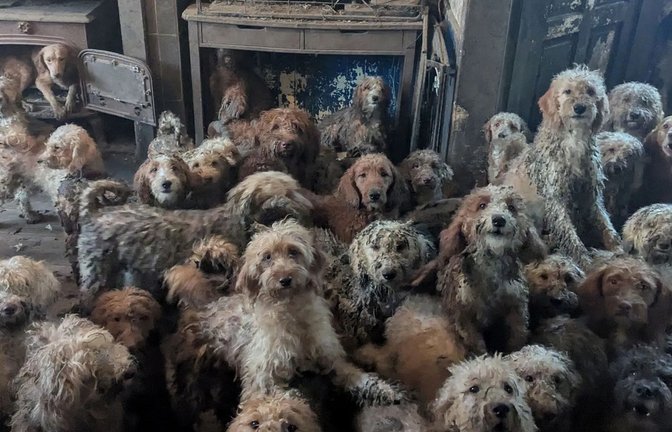 Dieses undatierte Foto zeigt Pudel-Mischlinge und andere Hunde, die in einem Haus an einem nicht näher genannten Ort in Großbritannien gehalten wurden.<span class='image-autor'>Foto: AFP</span>