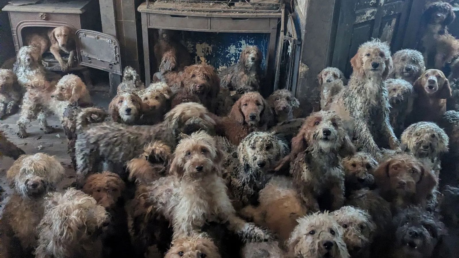 Dieses undatierte Foto zeigt Pudel-Mischlinge und andere Hunde, die in einem Haus an einem nicht näher genannten Ort in Großbritannien gehalten wurden.Foto: AFP Dieses undatierte Foto zeigt Pudel-Mischlinge und andere Hunde, die in einem Haus an einem nicht näher genannten Ort in Großbritannien gehalten wurden.Foto: AFP