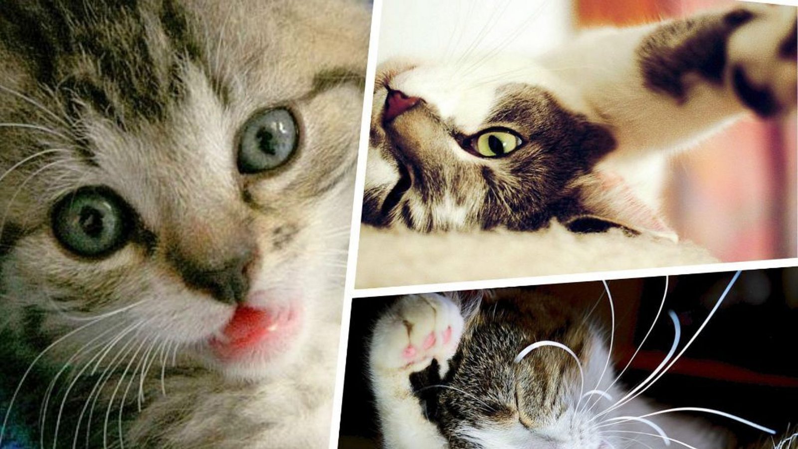 Staubsauger, Hunde, Partys, Zoff - und andere Dinge, die Katzen hassen.Foto: d/a Staubsauger, Hunde, Partys, Zoff - und andere Dinge, die Katzen hassen.Foto: d/a