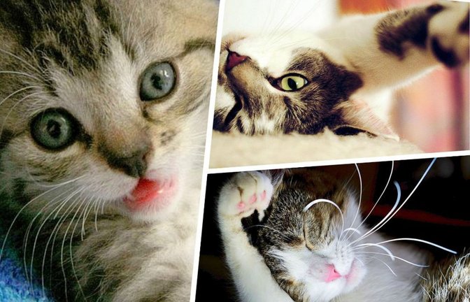 Staubsauger, Hunde, Partys, Zoff - und andere Dinge, die Katzen hassen.<span class='image-autor'>Foto: d/a</span>