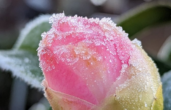 Die Eisheiligen 2026 sorgen heute für kalte Nächte und Frost in Deutschland. Erfahren Sie, welche Gebiete betroffen sind und ob dies das Ende der frostigen Temperaturen bedeutet.<span class='image-autor'>Foto: Mel616 / Shutterstock.com</span>