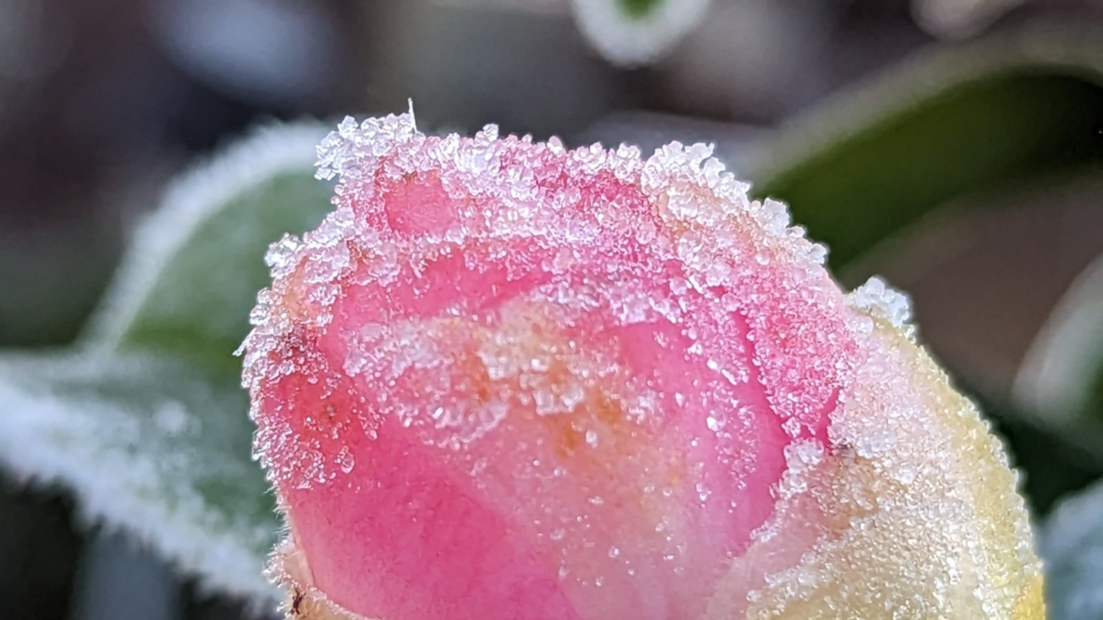 Die Eisheiligen 2026 sorgen heute für kalte Nächte und Frost in Deutschland. Erfahren Sie, welche Gebiete betroffen sind und ob dies das Ende der frostigen Temperaturen bedeutet.Foto: Mel616 / Shutterstock.com Die Eisheiligen 2026 sorgen heute für kalte Nächte und Frost in Deutschland. Erfahren Sie, welche Gebiete betroffen sind und ob dies das Ende der frostigen Temperaturen bedeutet.Foto: Mel616 / Shutterstock.com