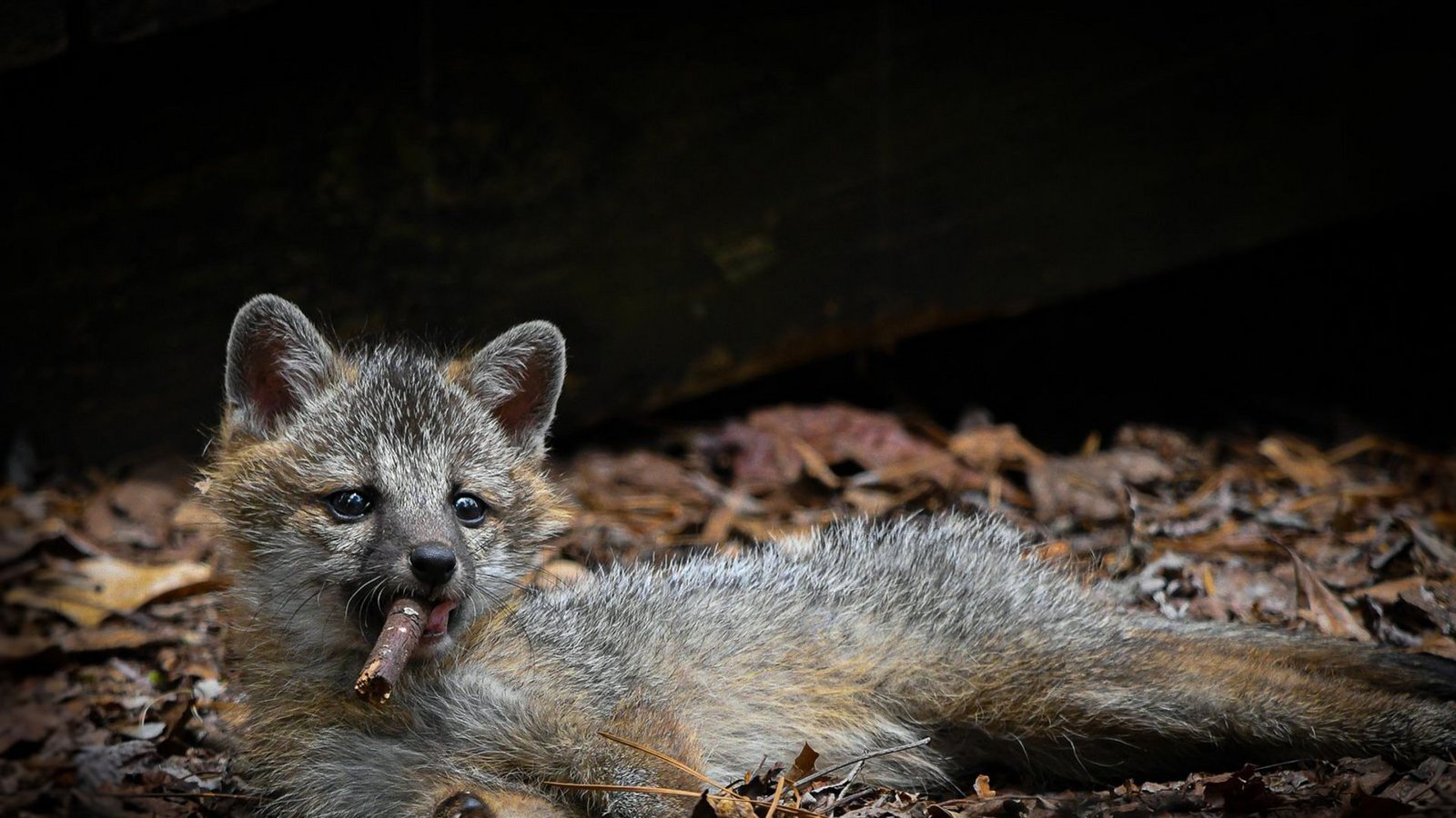 Junger grauer Fuchs mit einem Stück Holz im Maul, mit dem er zuvor gespielt hat. Das Foto entstand in Virginia.Foto: Comedy Wildlife Photo Award/Dakota Vaccaro aus Amerika Junger grauer Fuchs mit einem Stück Holz im Maul, mit dem er zuvor gespielt hat. Das Foto entstand in Virginia.Foto: Comedy Wildlife Photo Award/Dakota Vaccaro aus Amerika