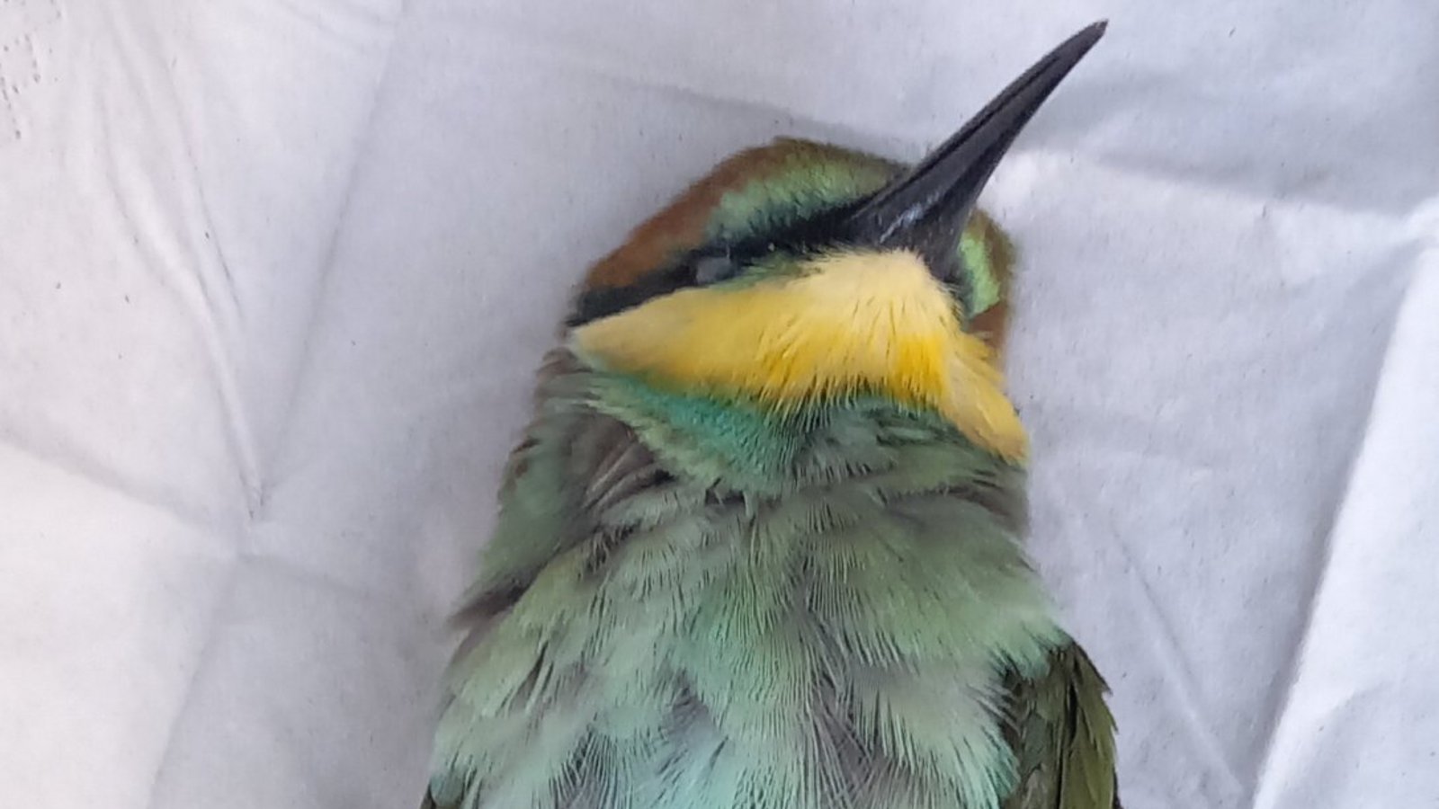 Einer der Vögel war nicht mehr zu retten. Foto: Koczy Einer der Vögel war nicht mehr zu retten. Foto: Koczy