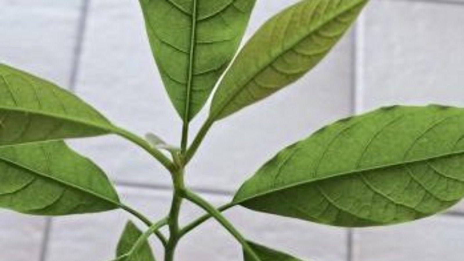 Bis jetzt sieht das Auricher Avocado-Bäumchen ganz propper aus.  Foto: Rücker