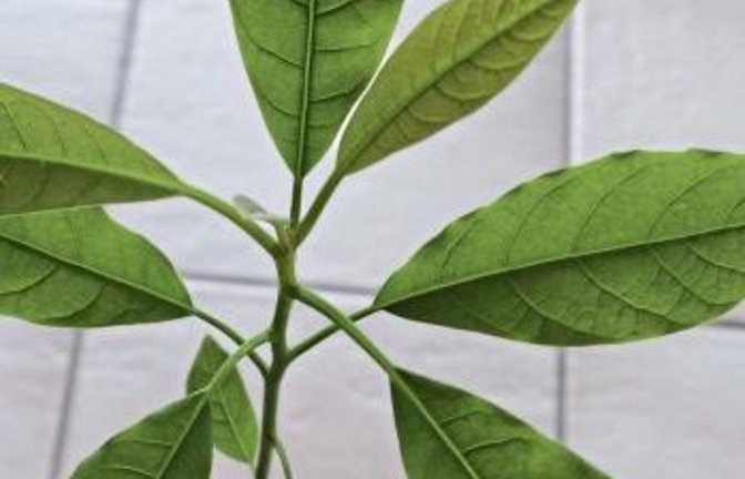 Bis jetzt sieht das Auricher Avocado-Bäumchen ganz propper aus.  Foto: Rücker