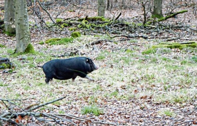 „Schwein gehabt“ titelt Rudi Thalhäuser sein Foto mit Sau vom Hamberger See in Gündelbach. Der Fotograf habe Schwein gehabt, dass ihm das Tier vor die Linse lief, und der ehemalige Besitzer des Minischweins hat auch mal ein Schwein gehabt.