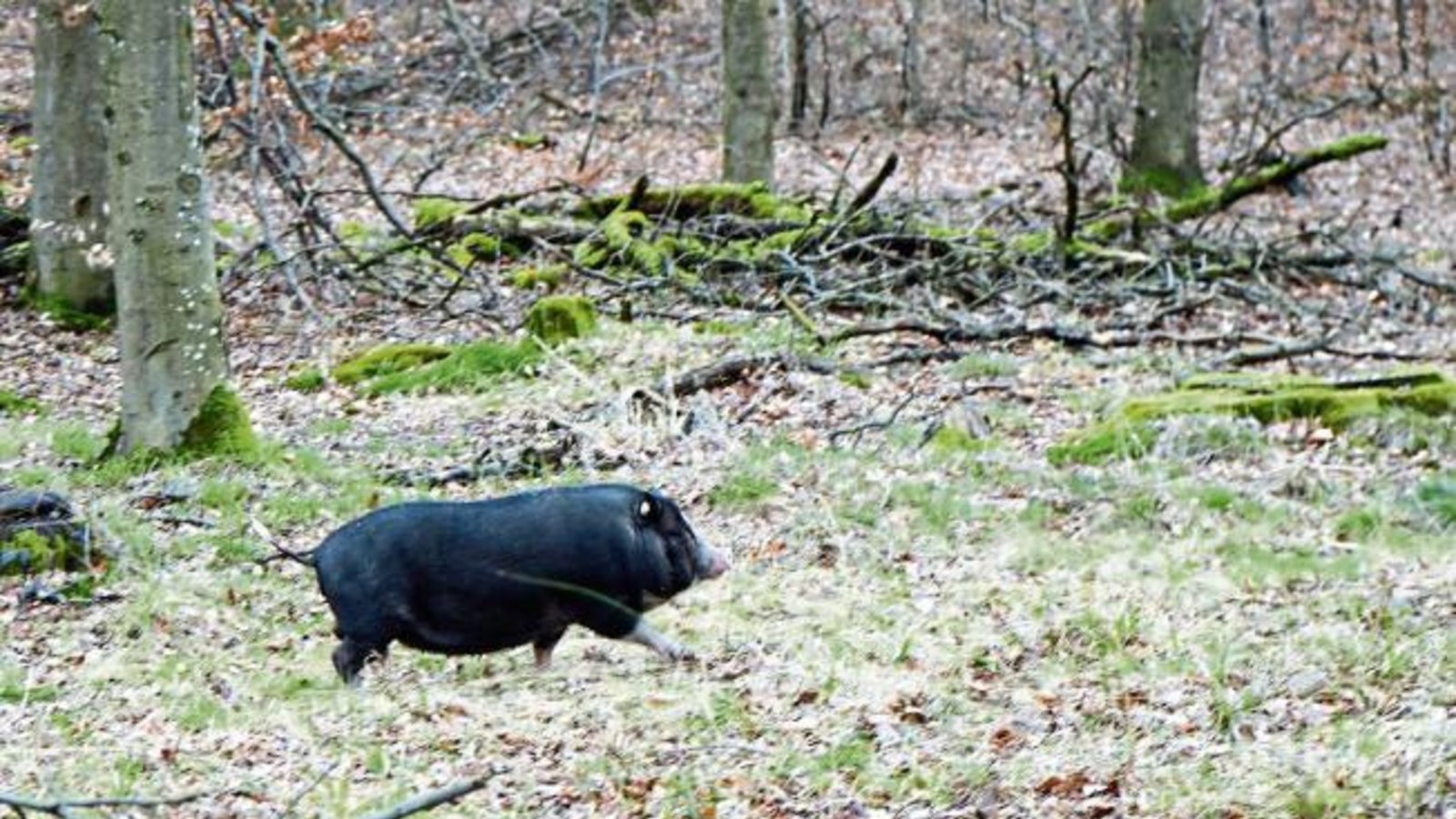 „Schwein gehabt“ titelt Rudi Thalhäuser sein Foto mit Sau vom Hamberger See in Gündelbach. Der Fotograf habe Schwein gehabt, dass ihm das Tier vor die Linse lief, und der ehemalige Besitzer des Minischweins hat auch mal ein Schwein gehabt. „Schwein gehabt“ titelt Rudi Thalhäuser sein Foto mit Sau vom Hamberger See in Gündelbach. Der Fotograf habe Schwein gehabt, dass ihm das Tier vor die Linse lief, und der ehemalige Besitzer des Minischweins hat auch mal ein Schwein gehabt.