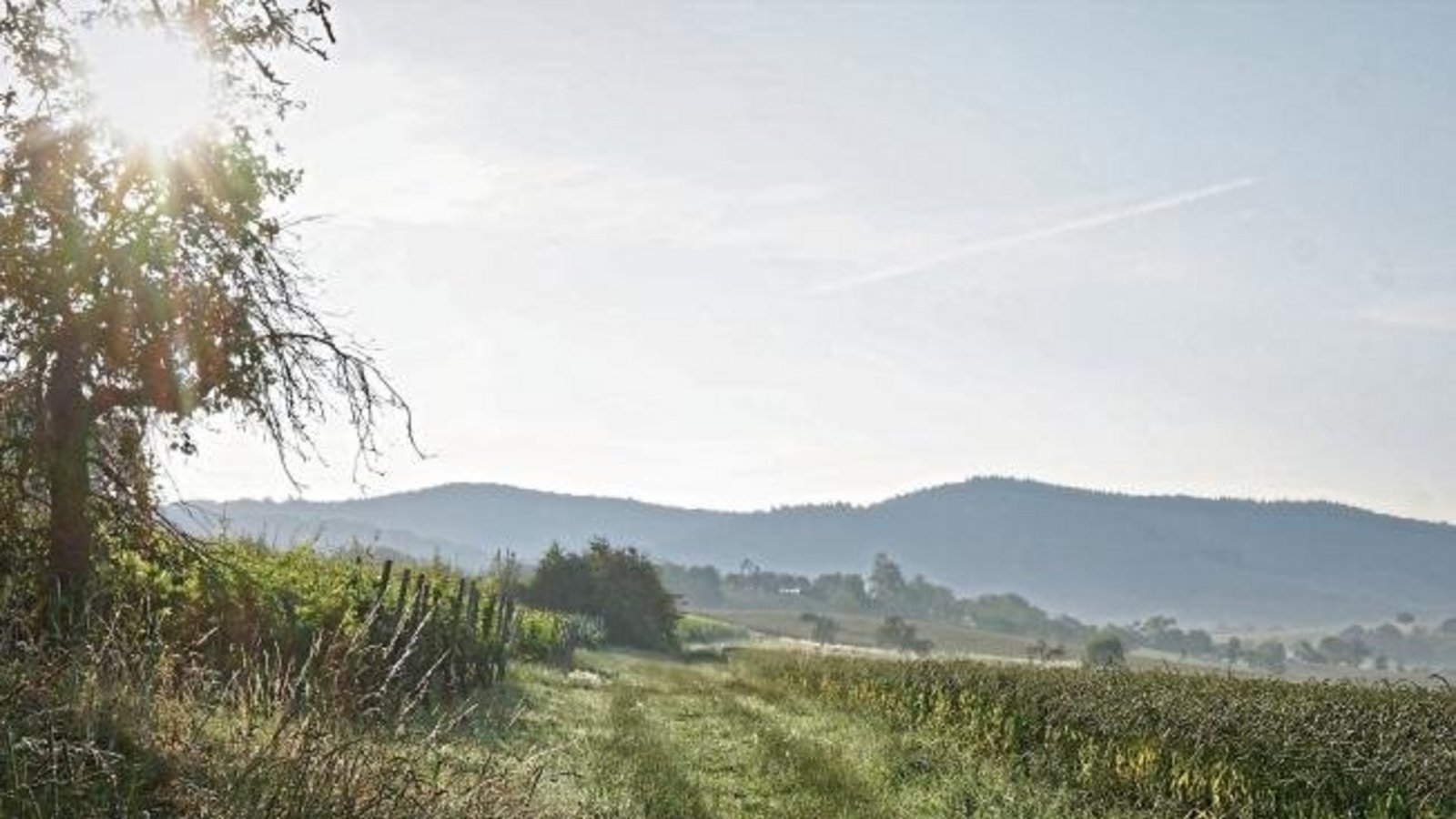 Morgenstimmung in Gündelbach. Foto: Thalhäuser