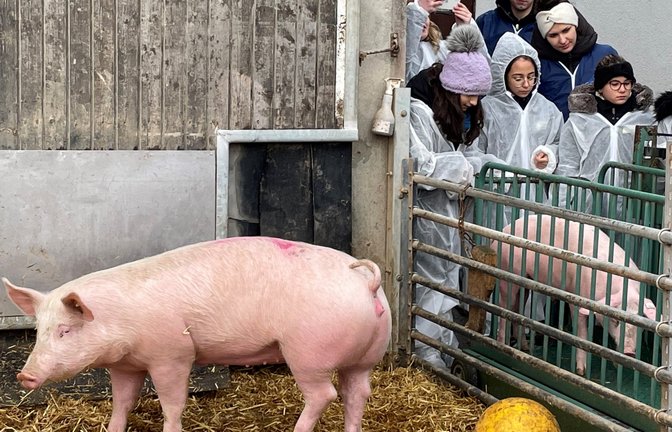 Die jungen Besucher beobachteten in Schutzanzügen, wie das Wiegen von Schweinen funktioniert.  <span class='image-autor'>Fotos: Stogios</span>