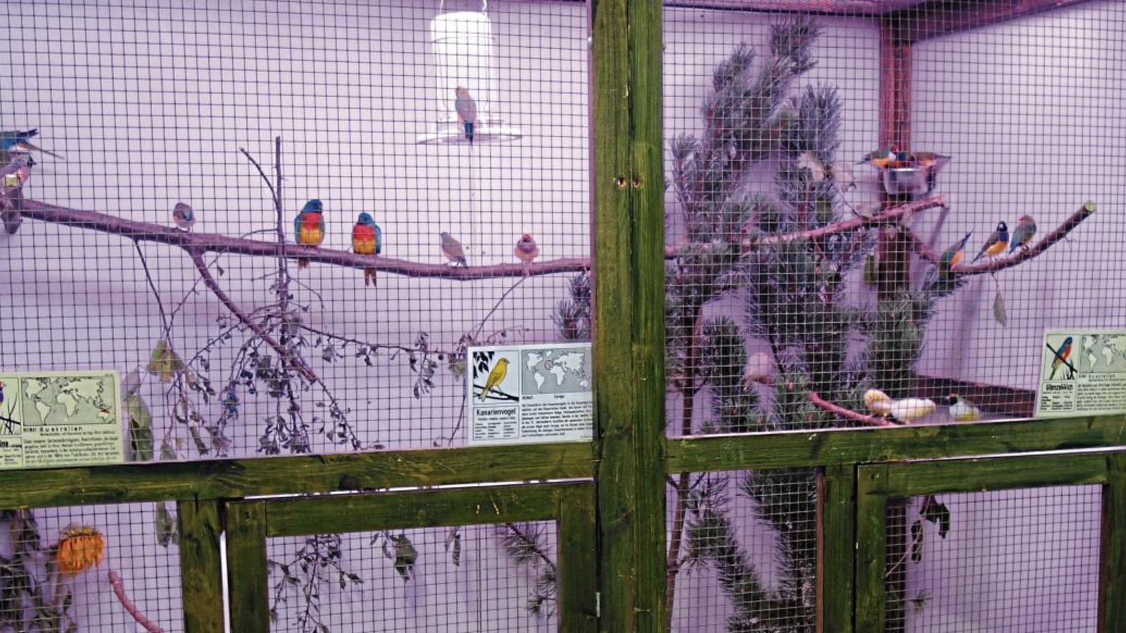 Zum ersten Mal nach dem Anschluss des Vogelvereins gab es Volieren mit Vögeln. Fotos: p Zum ersten Mal nach dem Anschluss des Vogelvereins gab es Volieren mit Vögeln. Fotos: p