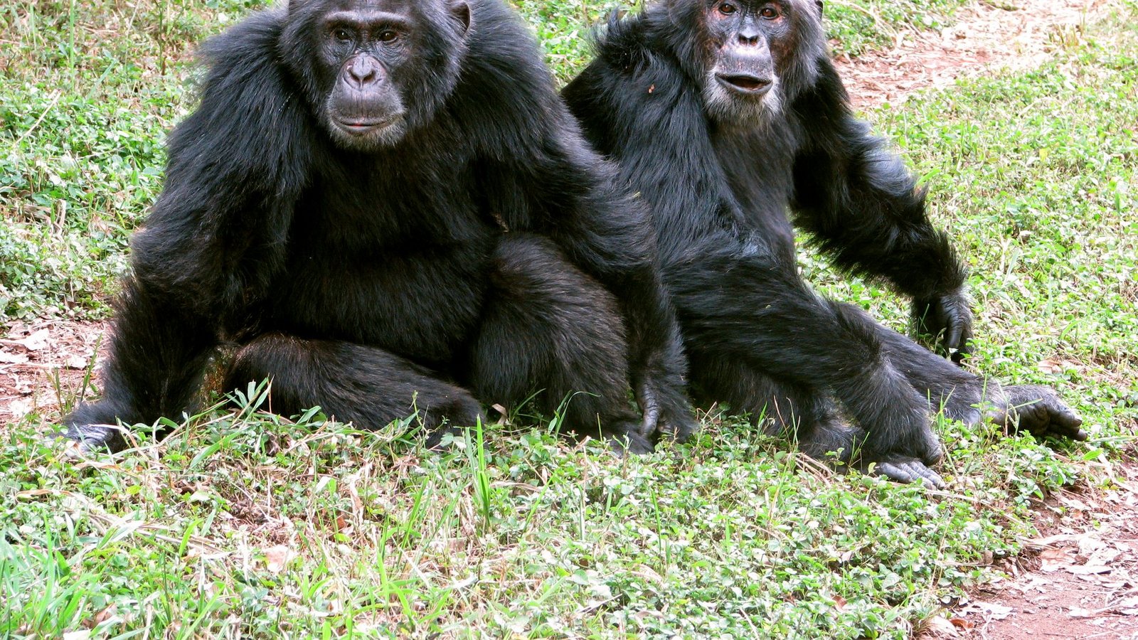 Die Auseinandersetzungen reichten Forschern zufolge bis zu tödlicher Gewalt.Foto: John Mitani/EurekAlert/dpa
