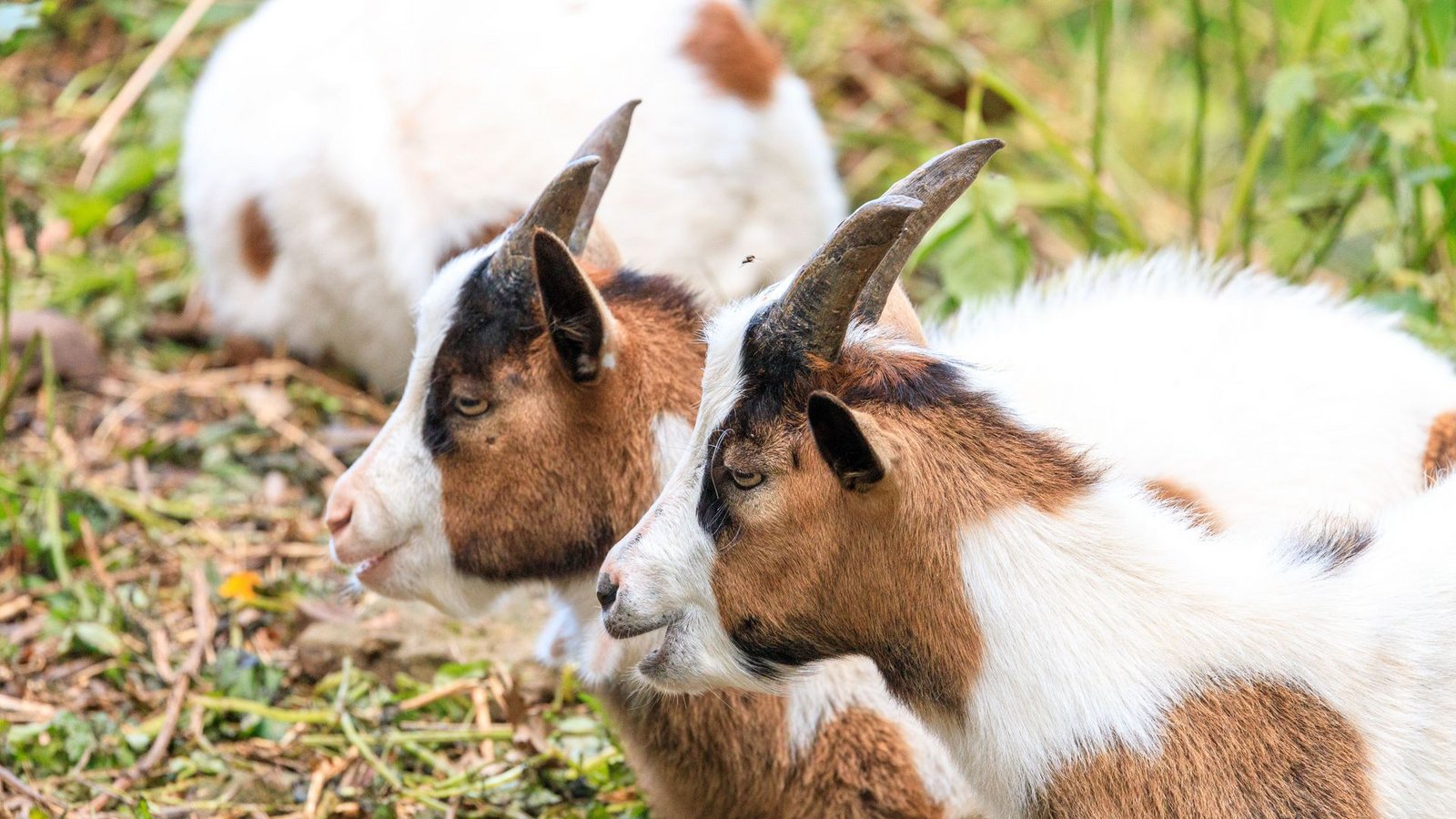 Die Ziegen konnten alle gerettet werden. Lediglich ein Sachschaden bleibt zurück. (Symbolbild)Foto: Stefanie Schlecht/sts Die Ziegen konnten alle gerettet werden. Lediglich ein Sachschaden bleibt zurück. (Symbolbild)Foto: Stefanie Schlecht/sts