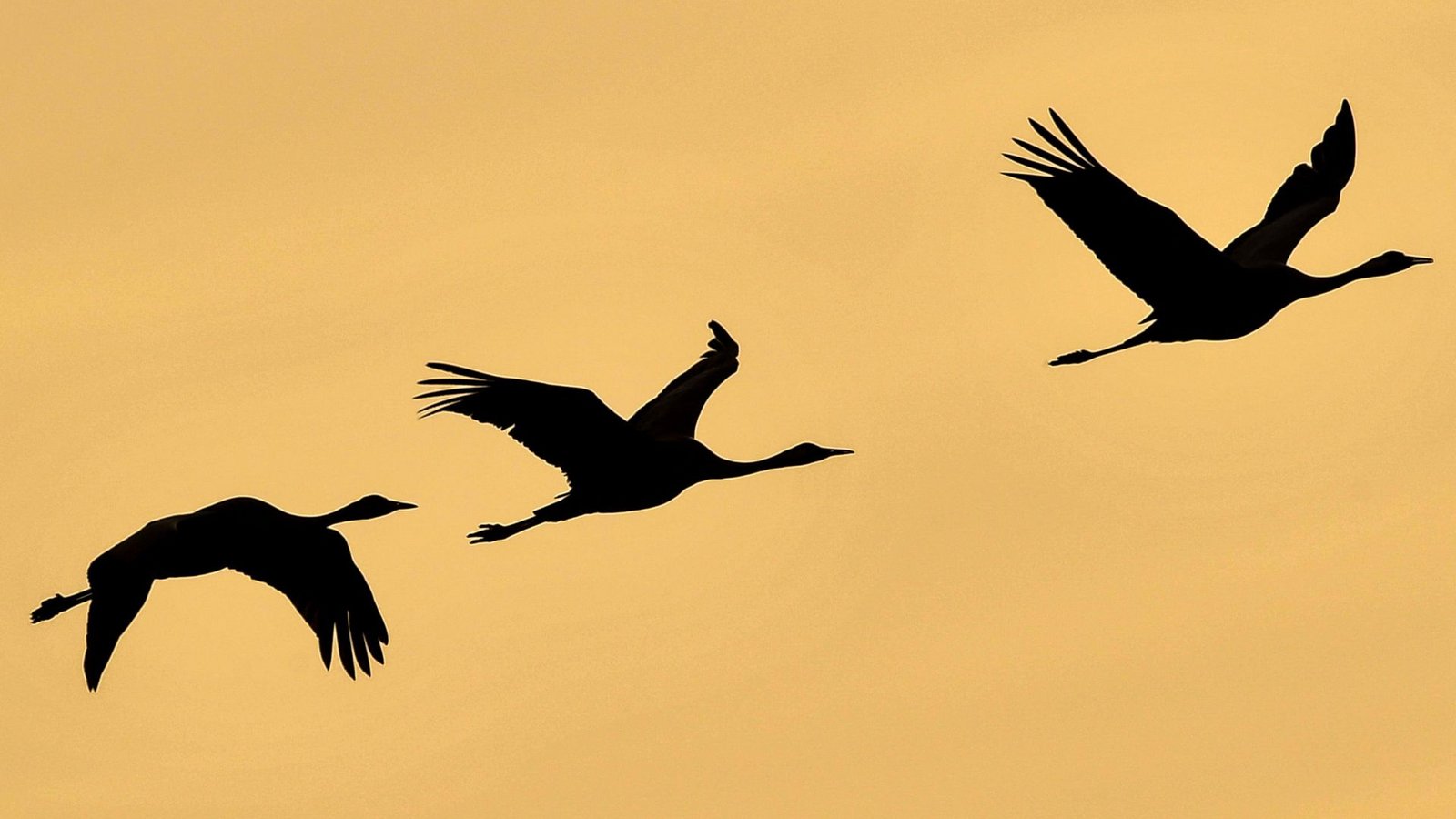 Immer schön versetzt: Vögel reihen sich in der Luft oft nicht direkt hintereinander ein. Warum ist das so?Foto: dpa/Patrick Pleul Immer schön versetzt: Vögel reihen sich in der Luft oft nicht direkt hintereinander ein. Warum ist das so?Foto: dpa/Patrick Pleul