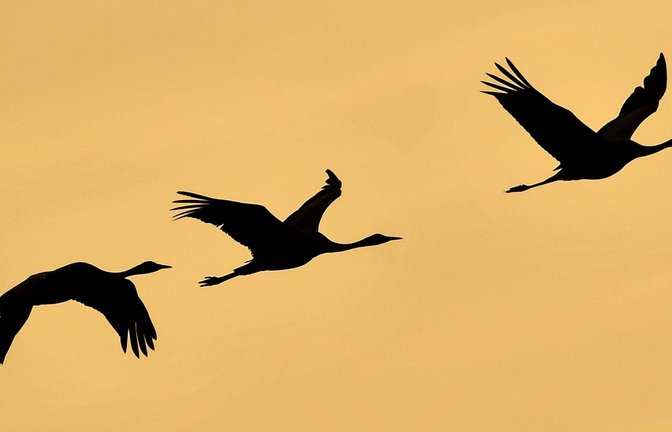 Immer schön versetzt: Vögel reihen sich in der Luft oft nicht direkt hintereinander ein. Warum ist das so?<span class='image-autor'>Foto: dpa/Patrick Pleul</span>