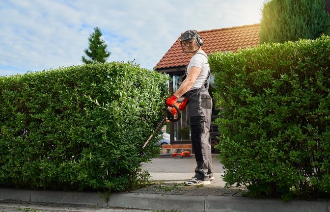 Achtung: Hecken schneiden ist nicht zu jeder Jahreszeit möglich.<span class='image-autor'>Foto: Serhii Bobyk / shutterstock.com</span>