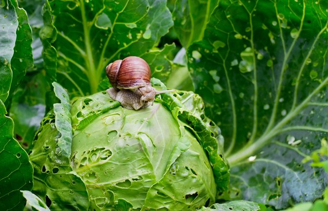 Vielen Gärtnerinnen und Gärtnern sind Schnecken ein Graus. Sie sorgen aber auch für ein gesundes Öko-Klima.<span class='image-autor'>Foto: Adobe Stock</span>