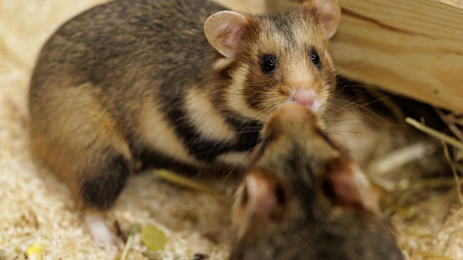 Vorsichtige Annäherung. Ein Weibchen und ein Männchen sind im NRW-Artenschutzzentrum für die Verpaarung vorgesehen.Foto: David Ebener/dpa