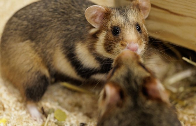Vorsichtige Annäherung. Ein Weibchen und ein Männchen sind im NRW-Artenschutzzentrum für die Verpaarung vorgesehen.<span class='image-autor'>Foto: David Ebener/dpa</span>