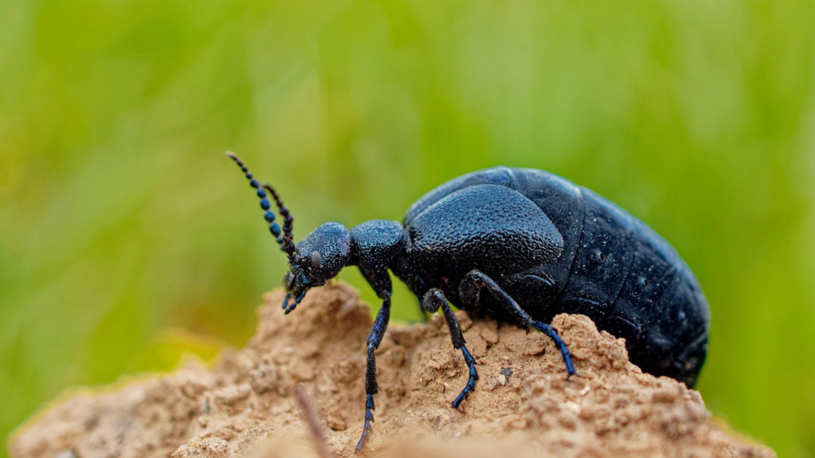 Was tun, wenn man Ölkäfer im Garten entdeckt?Foto: Michal Pesata / shutterstock.com Was tun, wenn man Ölkäfer im Garten entdeckt?Foto: Michal Pesata / shutterstock.com