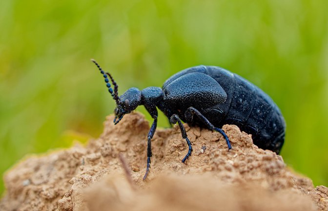 Was tun, wenn man Ölkäfer im Garten entdeckt?<span class='image-autor'>Foto: Michal Pesata / shutterstock.com</span>