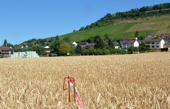 Hier starten bald die Arbeiten für den Neubau. Foto: Stahlfeld