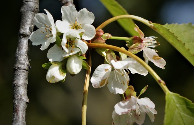 Die Kirschblüte im Oktober von Rudi Thalhäuser aus Gündelbach (Foto) und Werner Haarer aus Illingen schickte uns ein Bild von aktuellen Blüten am Apfelbaum – schuld an diesem außergewöhnlichen Verhalten der Obstbäume ist vermutlich die Hitze im Sommer, welche die Bäume derart durcheinanderbrachte, dass sie sich nun im Frühjahr wähnen.