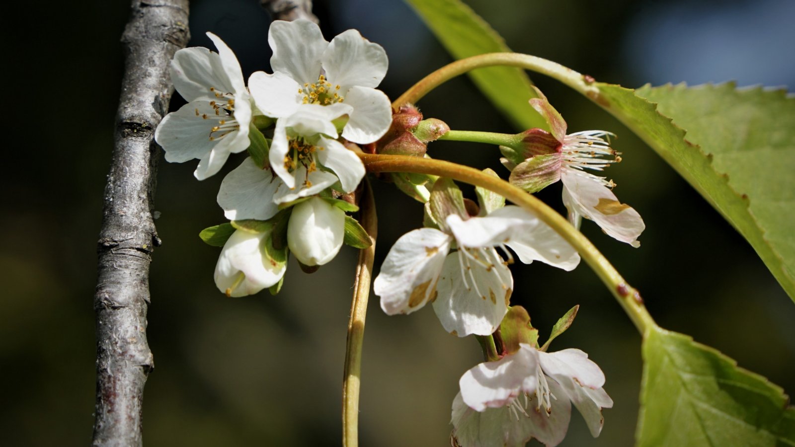 Die Kirschblüte im Oktober von Rudi Thalhäuser aus Gündelbach (Foto) und Werner Haarer aus Illingen schickte uns ein Bild von aktuellen Blüten am Apfelbaum – schuld an diesem außergewöhnlichen Verhalten der Obstbäume ist vermutlich die Hitze im Sommer, welche die Bäume derart durcheinanderbrachte, dass sie sich nun im Frühjahr wähnen. Die Kirschblüte im Oktober von Rudi Thalhäuser aus Gündelbach (Foto) und Werner Haarer aus Illingen schickte uns ein Bild von aktuellen Blüten am Apfelbaum – schuld an diesem außergewöhnlichen Verhalten der Obstbäume ist vermutlich die Hitze im Sommer, welche die Bäume derart durcheinanderbrachte, dass sie sich nun im Frühjahr wähnen.