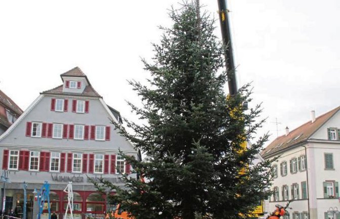 Aus Riet stammt in diesem Jahr der Weihnachtsbaum, der in der bevorstehenden Adventszeit den Vaihinger Marktplatz ziert.  Foto: Elsässer