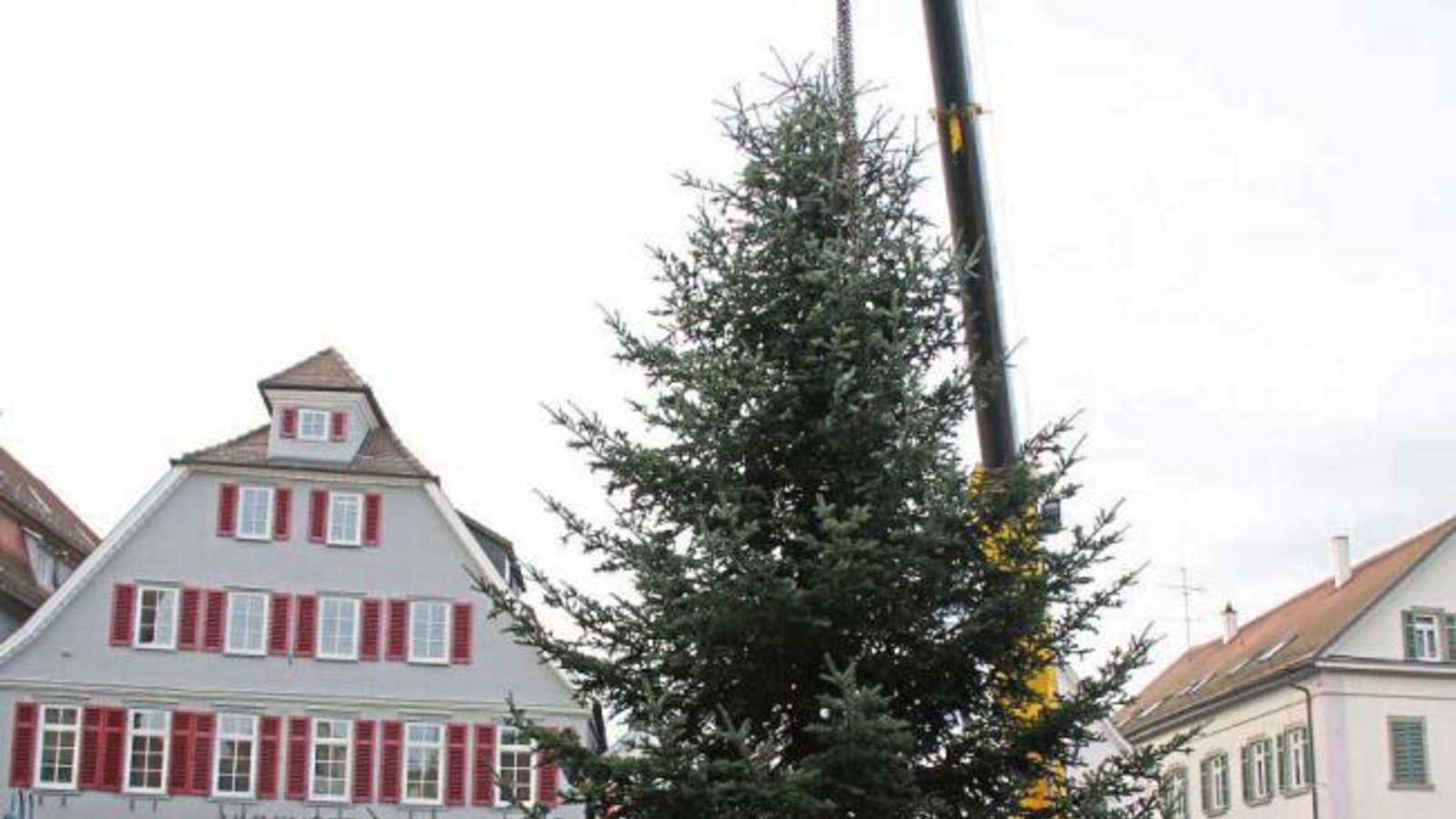 Aus Riet stammt in diesem Jahr der Weihnachtsbaum, der in der bevorstehenden Adventszeit den Vaihinger Marktplatz ziert.  Foto: Elsässer