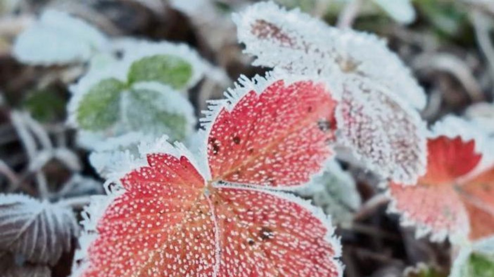 Morgens ist Väterchen Frost noch präsent.  Foto: Rücker