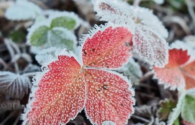 Morgens ist Väterchen Frost noch präsent.  Foto: Rücker